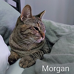 Thumbnail photo of Morgan #4