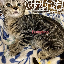 Thumbnail photo of Dumpling #2