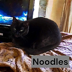 Thumbnail photo of Noodles #3