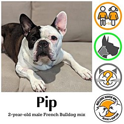 Thumbnail photo of Pip #1