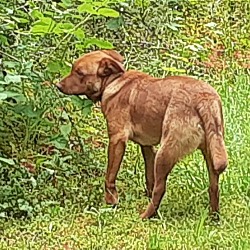 Graham, Wa - Labrador Retriever Australian Cattle Dog. Meet Bubba A Pet 