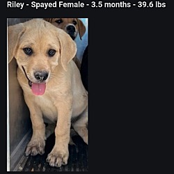 Thumbnail photo of Riley #3
