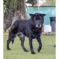 Thumbnail photo of Tiberius (Bear) (Cocoa Adoption Center) #1