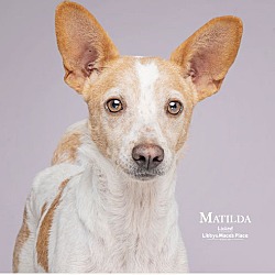 Thumbnail photo of Matilda #3