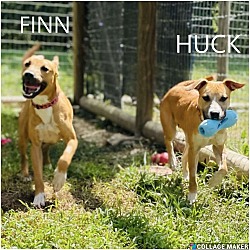 Thumbnail photo of Huck #4