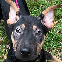 adopt a pet