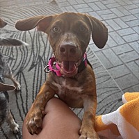 adopt a pet