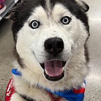 adopt a pet