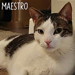 Photo of Maestro
