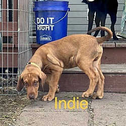Thumbnail photo of Indie #4