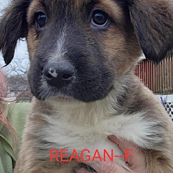 Thumbnail photo of Reagan #3