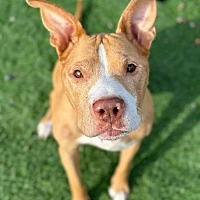adopt-pet