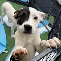 adopt-pet