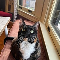 adopt a pet