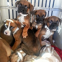 Thumbnail photo of Boxer/Shep pups!ADOPTED! #1