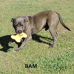 Thumbnail photo of Bam #1