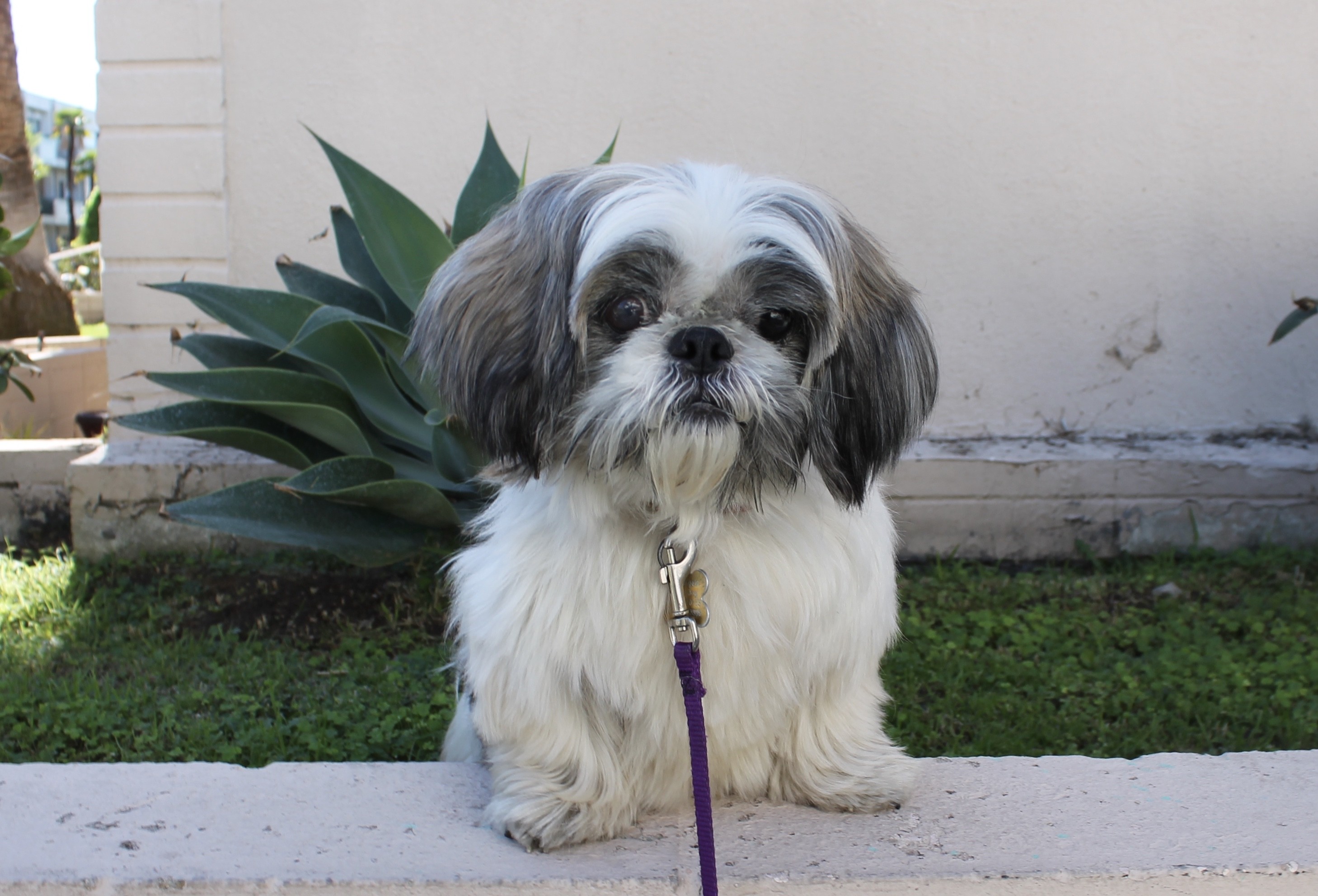 California Shih Tzu 04 - dvwcuru