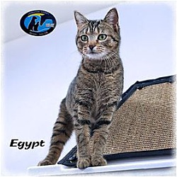 Thumbnail photo of Egypt #1