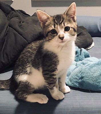 Stafford Va Domestic Shorthair Meet Jane Bonded With Tarzan A Pet For Adoption