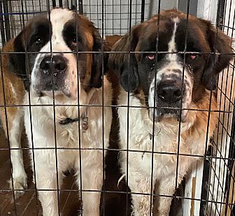 St bernards top animal sanctuary