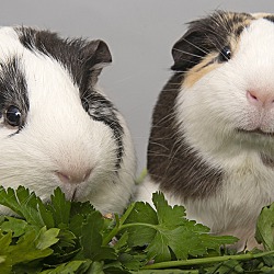 Photo of Sandy and Pinky