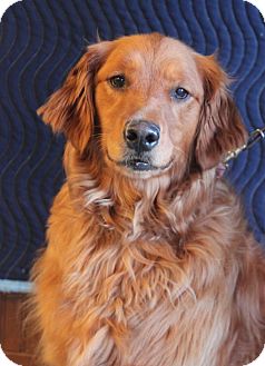 Wichita Ks Golden Retriever Meet Mirabelle A Pet For Adoption
