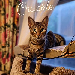 Thumbnail photo of Crackle #4