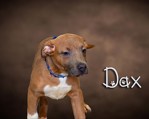 Somerset, PA - Pit Bull Terrier. Meet Dax a Pet for Adoption ...