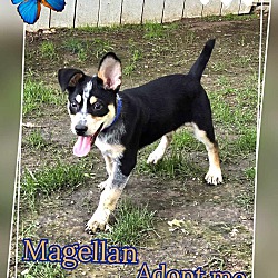 Thumbnail photo of Magellan AKA Sammy #3