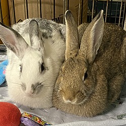 bonded pet photo