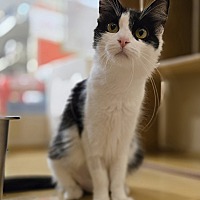 adopt a pet