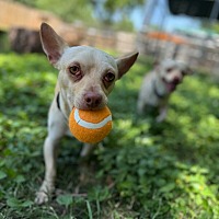 adopt a pet