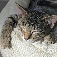 adopt-pet
