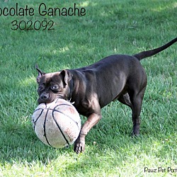 Thumbnail photo of Chocolate Ganache #3