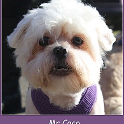 Thumbnail photo of Mr Coco #1