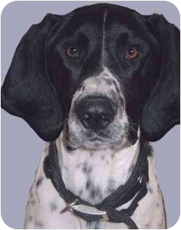 coonhound pointer mix temperament