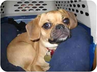 puggle and friends rescue