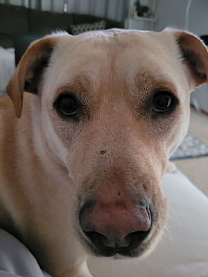 Wratten Labrador Renton, WA - Labrador Retriever/Retriever (Unknown Type). Meet Maggie a ...