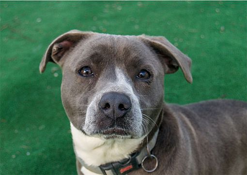 Marble Falls TX American Pit Bull Terrier Basset Hound. Meet