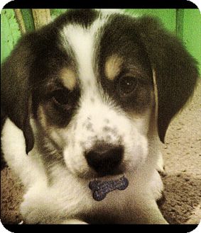 greater swiss mountain dog great pyrenees mix