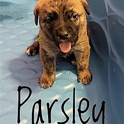 Photo of Puppy Parsley