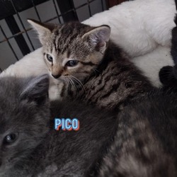 Thumbnail photo of Pico #1