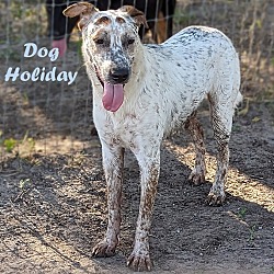 Photo of Dog Holiday