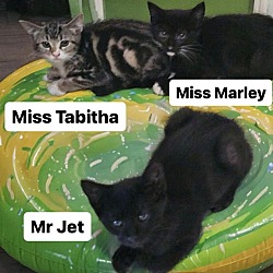 Thumbnail photo of Mr and Miss Cutie Kittens at Martinez PFE Sept 28 #2