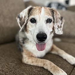 Thumbnail photo of HARLOWE (Senior Beagle) #1