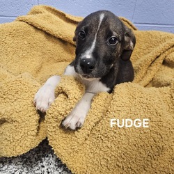 Thumbnail photo of Fudge #2