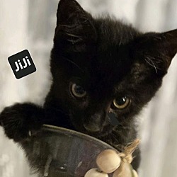 Thumbnail photo of JiJi (24-836) #1