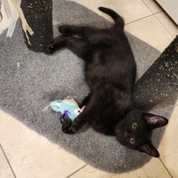 adopt-pet