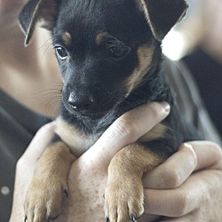 Thumbnail photo of Versace - Chanel pup #4