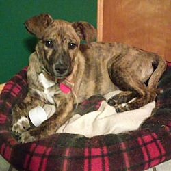 Thumbnail photo of Lizzy-ADOPTED #2